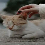 Arti didekati kucing dalam primbon Jawa