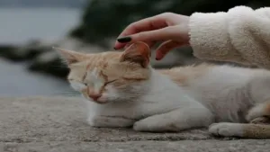 Arti didekati kucing dalam primbon Jawa