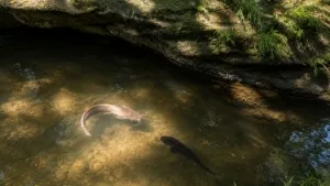 Kawanan lele memenuhi aliran sungai dangkal di lereng Gunung Cumbri, Dusun Jatisari, Wonogiri, yang dipercaya warga sebagai habitat ikan sakral.