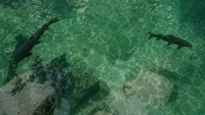 Kolam air jernih berwarna biru kehijauan di Situs Rambut Monte yang dihuni ikan dewa atau ikan sengkaring yang dikeramatkan masyarakat setempat.