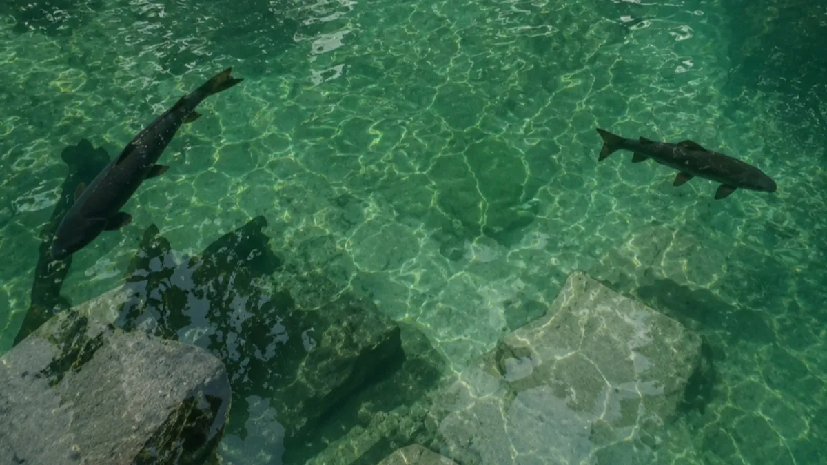 Kolam air jernih berwarna biru kehijauan di Situs Rambut Monte yang dihuni ikan dewa atau ikan sengkaring yang dikeramatkan masyarakat setempat.